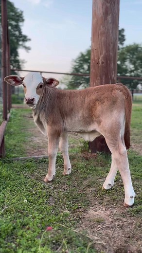 Beautiful F1 braford heifer. #brafordcattle | Nail Creek Ranch