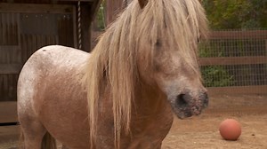 5.5K views · 34 reactions | This video gives you a more in depth look at the work we do and the lives we transform. | Ranch Hands Rescue | Facebook