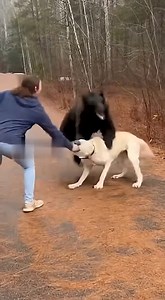 147K views · 1.7K reactions | Black Bear Suddenly Attacks Dog While Woman Is Walking! #bearattack #dogrescue #animalattack #viralanimals #reallifedrama | The Animal Edit | Facebook