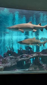 Exploring OdySea Aquarium with a toddler