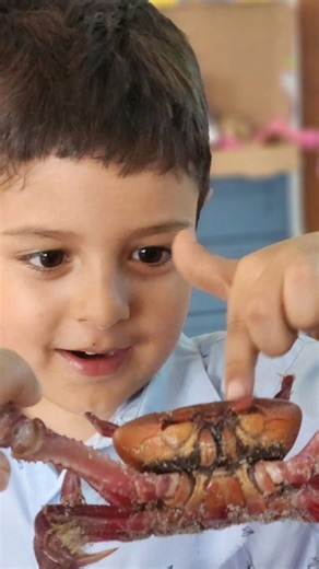 Our Wolves Pups are diving into the crab world! They are learning and discovering the fascinating parts of these sea creatures. Every moment is an adventure! #Exploration #activelearning #Discoveryschoolhn #HandsOnEducation | Discovery School, Tegucigalpa Honduras