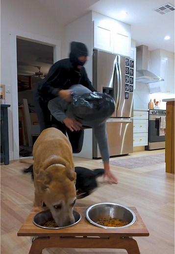 I want a refund #fypシ #dog #dogsoftiktok