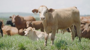 #HaveYouHerd that at KARAN BEEF, our commitment is to provide our livestock with ample space to thrive.​ ​ Our Albert Falls feedlot accommodates over 35,000 head of cattle.​ ​ Upon arrival at any KARAN BEEF feedlot, each calf undergoes a series of critical steps: weighing, inspection, inoculation, and tagging. This detailed information is meticulously recorded in our database as part of our advanced biosecurity program, ensuring precise tracking of each animal from gate to plate.​ ​ Post-process
