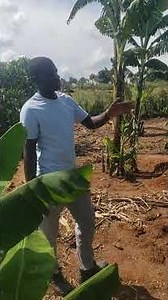 The beauty about coffee farming #RWENTANGA FARM INSTITUTE #IOM UGANDA 🇺🇬 #mvicent