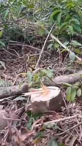 13K views · 43 reactions | Wait for it…  | Rotten Queen Cosplay | Facebook