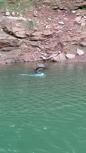 Amazing Crocodile Swimming in Natural Habitat