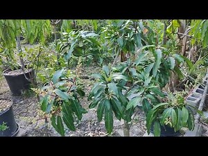 Honey kiss 🥭, good to the last drop/bite😉