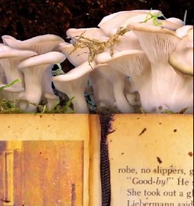 1.3M views · 2.7K reactions | Ide ide berkebun kreatif untuk menambah keseruan dalam rutinitas Anda! | Kerajinan 5-Menit | Facebook