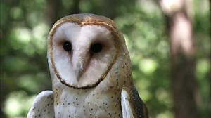 Majestic Barn Owl Portrait in Natural Habitat