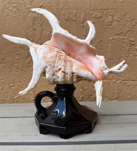 Spider Conch Seashell Noir Depression Glass Object for Display Coastal Decor - Etsy