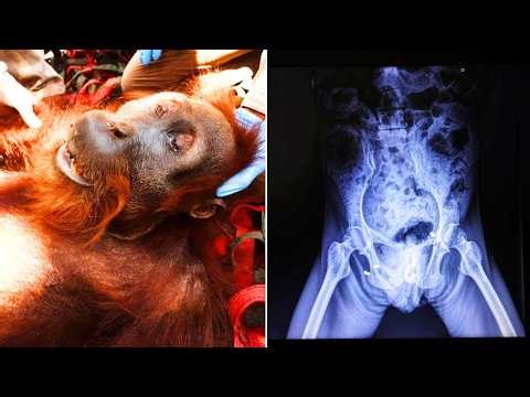 After Rescuers Saved This Starving Orangutan, An X-Ray Revealed Something Terrifying Inside