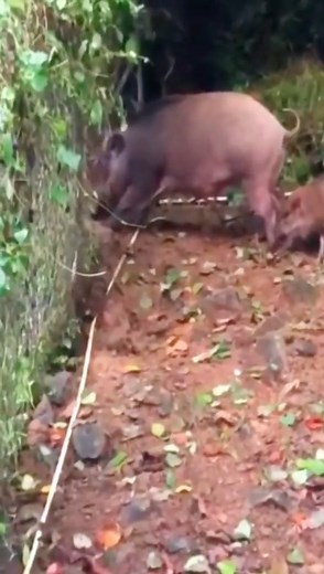 16K views · 97 reactions | Pig hunting python #wildanimals #python #pig #animals | Trofeos Venuz | Facebook