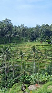 44K views · 1.4K reactions | The famous rice terrace in Bali❤️ | Bali Bound | Facebook