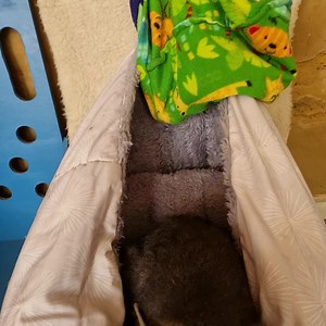 Lily does it to me again! She plays the meanest game of hide and seek. Yep, spent a frantic half hour searching for the little minx. And Reggie played right along... | Wildwood Wildlife Shelter - Gariwerd