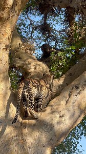 1.1M views · 16K reactions | Up or down?! Watch this female leopard panic as she’s chased by hyenas…Only to find an angry male leopard waiting for her in the tree! Talk about being stuck between a rock and a hard place  MalaMala Game Reserve. #malamala #leopard #hyenas #animals #wildlife | Deon Kelbrick | Facebook