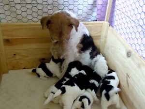 C'est l'heure de la tétée pour ces chiots Fox Terrier (vidéo)