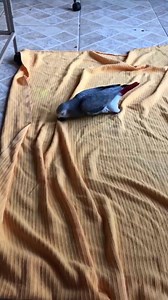 2.4K views · 176 reactions | My sweet sweet “Scooter”, she has so much spirit and is such a happy bird ❤️殺❤️殺 | Palm Beach Parrot & Bird Rescue/Sanctuary Of South Florida | Facebook