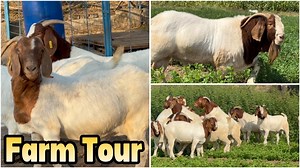 MD Genetics Full Blood Goat Farm Tour | FSA Entertainment