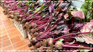 5.5K views · 148 reactions | Growing Red Beets on the Terrace for High Yield, Easy for Beginners | 5T1 | Facebook