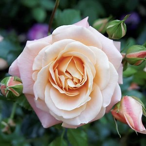 7.8K views | Special sales vary by location | Rainbow Gardens | Facebook