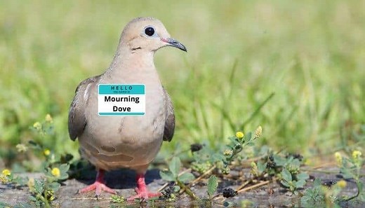 Why Are They Called Mourning Doves? | Pigeonpedia