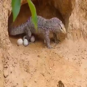 Python fighting with komodo 😱 | Snake Farm