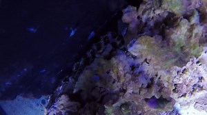 Our Snowflake eel is hard to find sometimes, but he decided to make an appearance today. | East Idaho Aquarium