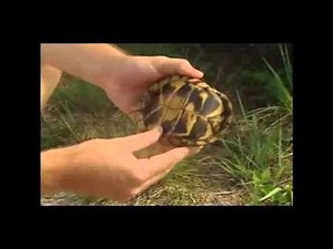 Eastern Box Turtle