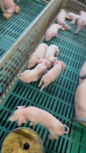 Farrowing area | Kathner Swine Genetics