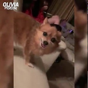 Funny animal moments | Olivia Pierson