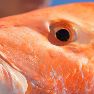 Giant Red Snapper from the deep! | Landshark Outdoors