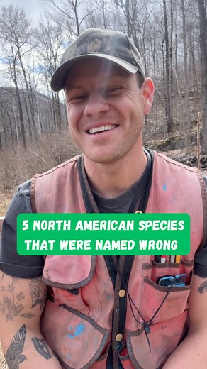 More details here 👇👇👇 Here are 5 North American wildlife species that were named wrong! 1. The American pronghorn “antelope.” The American pronghorn (Antilocapra americana) is not an antelope at all — it is a unique species, the last member of a family called the Antilocapridae, whose members are more closely related to giraffids than to true antelopes (which are in the Bovidae — bison are actually more closely-related to antelopes than pronghorn “antelopes” are). 2. The American “elk.” An el