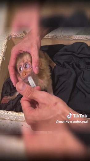 monkeyrambo.real on TikTok