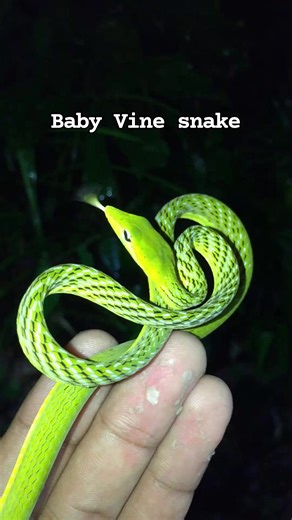 Juvenile Philippine Vine Snake (Ahaetulla prasina) mildly venomous #nature #beautifulsnak #herping #snakeawareness | MAK DON TV