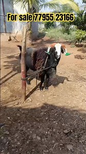 Karnataka sheep for sale Balla 8🦷 #goat #sheepfarming