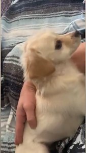 Nevada SPCA Life-Saving Shelter on Reels