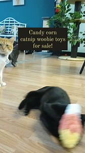 Catnip Cat Cafe on Reels