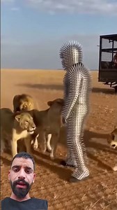 l #lion attack 😭 #animals #funny