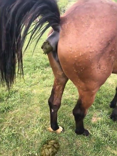 horse poop #horse #equestrian #pony #equestrianjourney #sterstallion #sansansehorhorse
