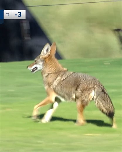 Coyote on the course?! 😳 | PGA TOUR
