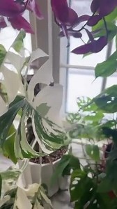 3D Printed Moss Pole: Stackable Honeycomb Plant Support - Etsy