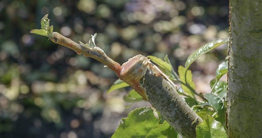 Alternativen zu Baumwachs: Wann und wie Sie Wunden versiegeln sollten
