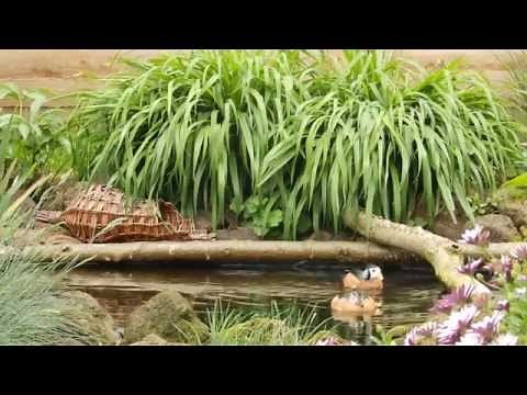 One of the smallest of wildfowl: the African pygmy goose