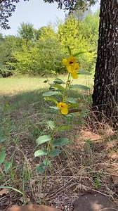 WHAT IS IT WEDNESDAY?! Here we have a beautiful native wildflower that can be seen from spring to early fall in the park. Not only is it a great napping spot for pollinators, it is a legume! ANSWER: This is indeed the Partridge Pea! Did we mean to rhyme? Not this time! ... ANYways... Partridge peas are a great food source for white-tailed deer and many other north Texas Species that flowers throughout the hot summers. Its on to consider when planting your own native garden! #rayrobertslakestatep