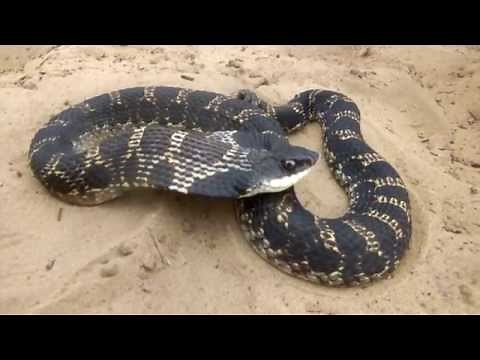 Eastern Hog-nosed Snake (Heterodon platirhinos)