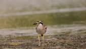 Adult Beach thick-knee or beach stone-curlew, low angle view, in...