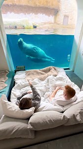 Do you want to sleep here? 😳💦 This hotel room has a window connected to a walrus habitat. This generates a view that is unlike anything else. Located in Pairi Daiza, a zoo in Belgium 🇧🇪 #pairidaiza #belgium #hotelroom #view #unique #animal #zoo | Themepark_Explorers