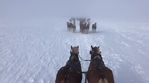 5.4K views · 369 reactions | Foggy this morning in Saskatchewan | MM RANCH | Facebook