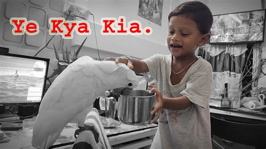Moluccan Cocktoo's Surprising Breeding Progress/Best Tamed Bird Species As Pet For Home | Parrot Dipankar