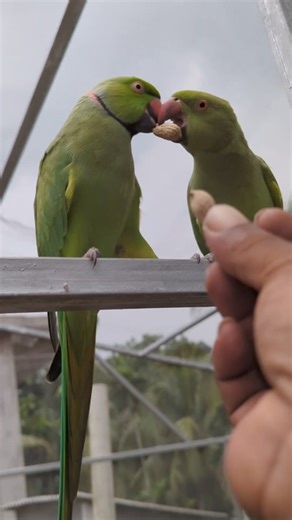 🦜 Parrots love to eat nuts #parrotlover | Sami Loft & FarmHouse
